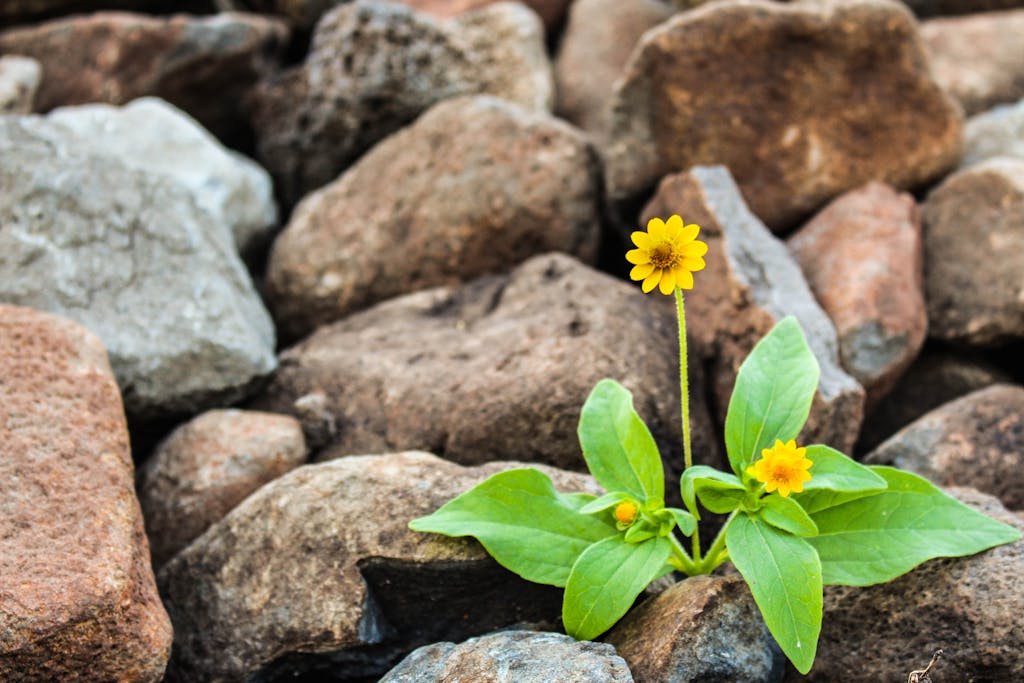 A vibrant yellow flower blooming amidst rugged brown rocks, symbolizing resilience.